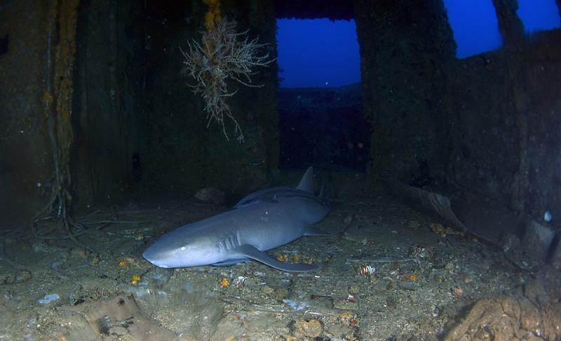 SABA bank epave Marina oct2013 _13.jpg